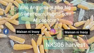 Ano Ang pinagkaiba Ng Sweet corn, Hybrid corn and popcorn||NK306 hat est #cornfarming #Syngenta