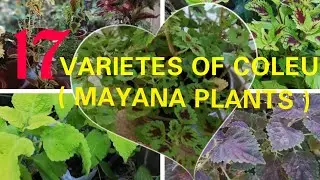 17 VARIETIES of COLEUS or MAYANA PLANTS❤