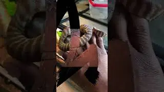 Have you ever seen a Woma Python?
