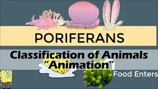 CLASSIFICATION OF ANIMALS | Biology Animation