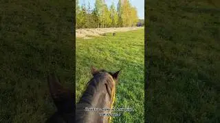 &hearts;️&hearts;️&hearts;️ #лошади #funny #дуэт #riding #horse #лайк #коментарии