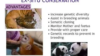 A level. Biodiversity and conservation. Methods of protecting endangered animals