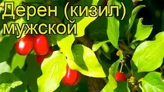 Дерен мужской. Краткий обзор: Дерен мужской описание характеристик, где купить саженцы cornus mas