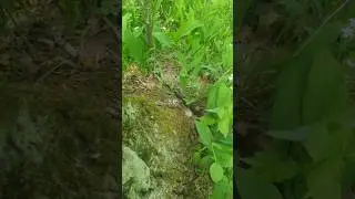 Гадюка Никольского, Лесостепная гадюка, Чёрная гадюка