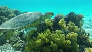 Turtle Marsa Alam Egypt