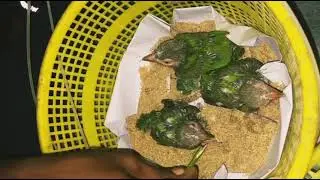 Feeding baby barbets 🐥🍼🍼🐥