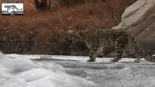 A wild Snow Leopard walks over the frozen Indus