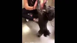 Roxanne McKee  Training her dog  / IG Stories