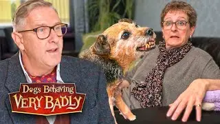 HELP! My Dog Hates Me Touching Her