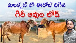 ఈరోజే దిగిన గిర్ ఆవుల లోడ్ || Gir Cows prices in Hyderabad 