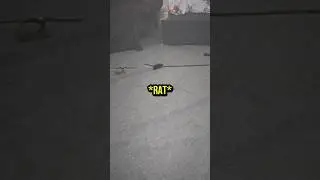 Office Drummer Was Scared Of A Fake Rat 😭🐀