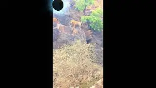 #shorts Subscribe and win BTC #satisfying #Animals #ASMR #ZUMA #satisfying #satisfyingvideo #music
