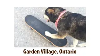 Canadian Dogs #IAMDOGADIAN