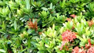 Test Camera Panasonic DMC-ZS20