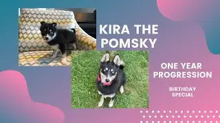 Kira The Pomsky | Puppy to Full Grown