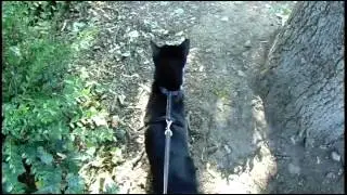 Mit Katze Gassi gehen