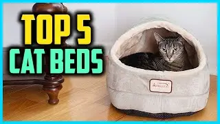 Top 5 Best Cat Beds in 2025 Reviews