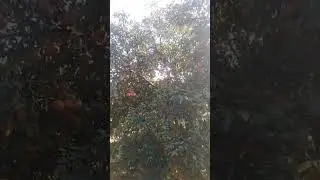 Orange farm Sargodha Pakistan