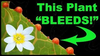 What Makes Bloodroot An Incredible Spring Ephemeral Flower?