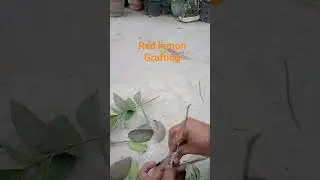 red lemon Grafting #shots #nature #grafting