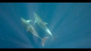 #Dolphin sounds Clicks and whistles while hunting around a deep #oilrig #gulfthisweek #alabama