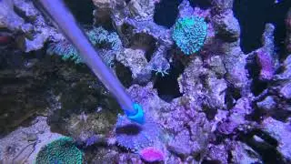 Coral Food! Alimento para corales de la marca Reef To Go.