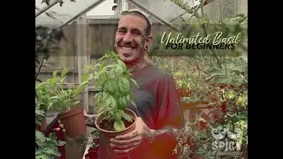 Как вырастить неограниченное количество базилика