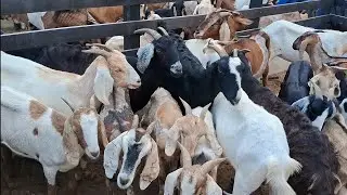 FEIRA DE ANIMAIS DE BARRA DE SANTA ROSA-PB.  ANIMAIS A VONTADE.