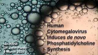 HCMV de novo PC Synthesis