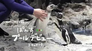 【ペンギンの赤ちゃん】