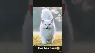 #coco #jerry #cocojerry #india #youtubeshorts #youtube #funny #funnyvideo #ai #animals