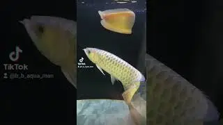 👀 NEW 👀 BLOOD! in the arowana tank #aquarium #fish #arowana