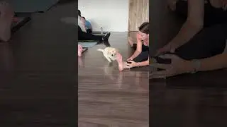 Golden retriever puppy mimicking my moves he understood the assignment. #puppyyoga #goldenretreiver