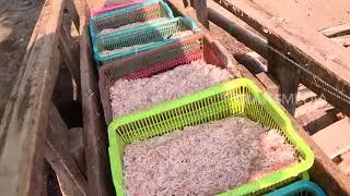Proses Pengasinan Rebon | BOCAH PETUALANG