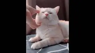 cat videos #cat#pet#shorts#fauny#cute#fyp#viral#Amazing#talentshow#incredible