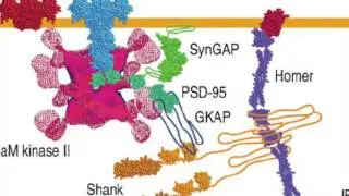 Postsynaptic density protein 95 (PSD-95)