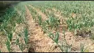 Narc G1 garlic. Maashallah in good growth with use of mulching.