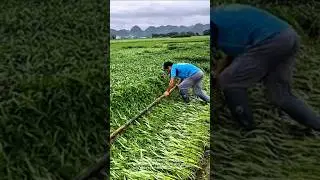 Crop recovery: farmers repairing storm damaged crops