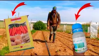 مبيدات أعشاب الضارة على اللوبيا البيضاء