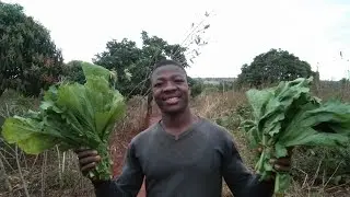 Veja como percorremos a dist&acirc;ncia da nossa compra de couve tsunga 