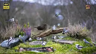 Cat tv 😻 Birds on feeder 🐦  4K HDR  🐶 PET tv