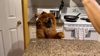 Chow Chow pops up behind counter to say hi