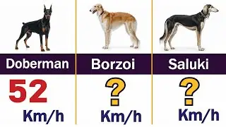 Dog Breeds Speed Comparison | Who is The Fastest