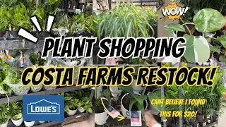 Box Store Plant Shopping! | Costa Farms Restock @ Lowe&rsquo;s 🪴| HUGE Plants + Rare Plant Find for $20 🤯