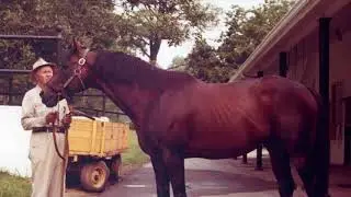 A Tribute To Mr Prospector