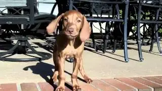 Vizsla Puppy Meets World