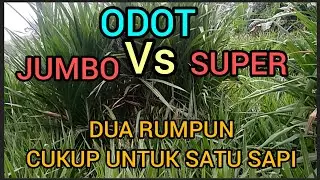Ternyata ada dua jenis rumput odot jumbo atau odot super