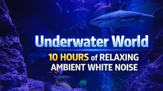 Deep Sleep Underwater ASMR | Relaxing Ocean Life | No Music