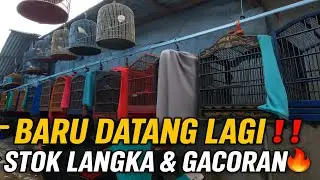 BARU DATANG‼️ KOLEKSI BURUNG LANGKA & GACORAN DI KENKEN BIRDSHOP MATRAMAN BIKIN HEBOH 🔥