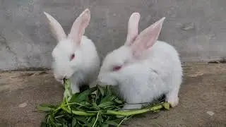 2 month old Baby rabbits eating Grass ll rabbits growth activities feeding